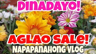 Flowers Prices Update Aglaonema and Orchids on Sale  Napapanahong Vlog Ruth D Garden flowers [upl. by Kovacev707]