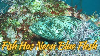 The Mystery of the Blue Lingcod Why Some Fish Have Neon Flesh [upl. by Nollahp]