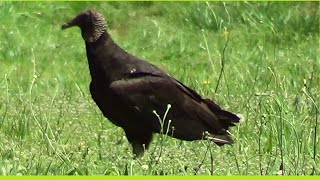 American Black Vultures often called Buzzard [upl. by Zullo]