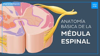 Médula espinal Anatomía básica en menos de 3 minutos  Anatomía Fácil  Kenh [upl. by Vachill879]