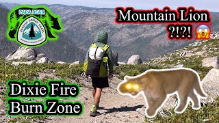 PCT Pacific Crest Trail 2024 Thru Hike  EP 33  Stalked By A Cougar pacificcresttrail [upl. by Gnuj]