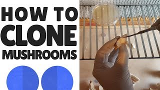 How To Clone Mushrooms [upl. by Dlaregztif]