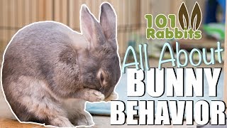 ALL ABOUT BUNNY BEHAVIOR 🐰 [upl. by Jd383]