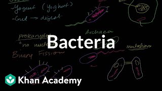 Bacteria [upl. by Koval767]