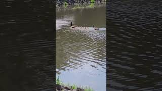 gaggle of geese swimming [upl. by Ididn]