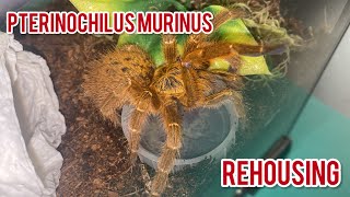 OBT rehousing [upl. by Naitsirk]