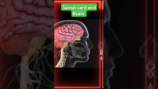 science biology spinal cord and brain 🧠 control and coordination motivation spinal [upl. by Melone276]