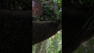 Collecting honey from deep forests nature honeybee youtubeshorts [upl. by Laurent]