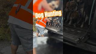 Dog Hunting Race Love this right here deer hunting dogs animals [upl. by Ytsirhk66]