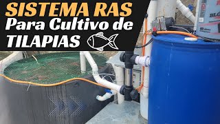 Criadero de Tilapia en sistema RAS una forma Eco sostenible de producir pescado  Eco water systems [upl. by Atselec]