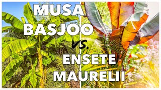 Musa Basjoo vs Ensete Ventricosum Maurelii  How to Grow Banana Plants in UK Tropical Gardens [upl. by Sublett726]