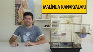 Malinua Kanaryaları ve Üretimi [upl. by Kaja289]