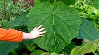 Pruning The Paulownia For Monster Jungle Leaves [upl. by Sualkcin17]