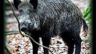 chasse gros gibier Belgique partie 1Belgian wild boar hunting part 1 [upl. by Staley]