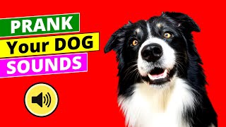 Prank your dog sound make dogs go CRAZY [upl. by Erdnoed]