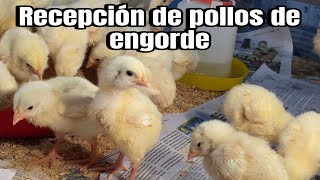 Recepción de POLLOS de ENGORDE [upl. by Manuel]