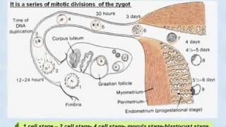 14 General Embryology Segmentation Cleavage [upl. by Bullion]