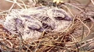 The Story of The Mourning Dove 1959 [upl. by Pepe]