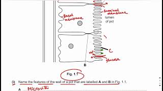 Homeostasis  Paper 4  Topical past papers  part 3  A2 Level Biology [upl. by Lenette543]