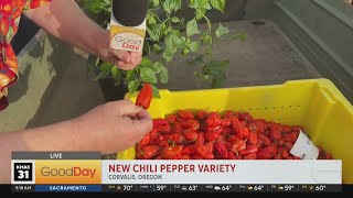 New Chili Pepper Variety 9am [upl. by Wieren]