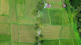 Mancingan Rice Terrace Bali [upl. by Eleik]