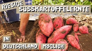 Warum sich der Süßkartoffelanbau auch in deinem Garten lohnt [upl. by Acsisnarf]