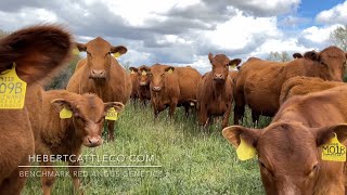 Red Angus Cows  Idaho [upl. by Omsoc556]