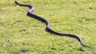 BIG WILD PYTHON IN MY GARDEN [upl. by Ingamar424]