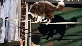 Britain’s Got Talent Amazing Dog Walks Tight Rope [upl. by Enilarac]