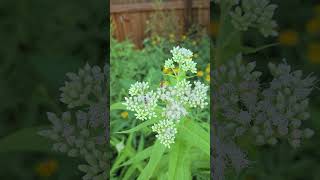 Boneset Flowers with Small Bees insects naturelovers nature insects bees [upl. by Rtoip]