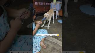 Ekta belt nia Ram Raboner juddho 😆😭🥲 funny shorts pets doglover labrador [upl. by Nerta466]