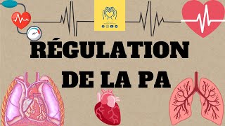 🩸🫀physiologie 2éme unité1  cour 4 🔺️La régulation de la pression artérielle 📚 [upl. by Wenonah779]