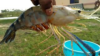 Macrobrachium rosenbergii  Live prawn [upl. by Ahsekal]