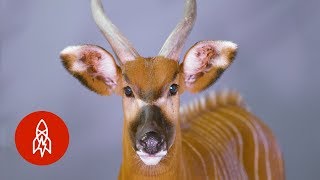 There Are Only 100 of these Antelopes Left in the Wild [upl. by Husein]