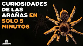 10 SORPRENDENTES CURIOSIDADES SOBRE LAS ARAÑAS [upl. by Virendra]