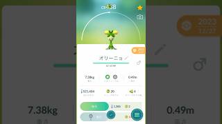 【 ポケモンgo 】 ミニーブ → オリーニョ 進化！かわいいマスコット系！【 うさぴよの巣 】smoliv dolliv pokemongo ポケモンgo ポケgo [upl. by Sly]