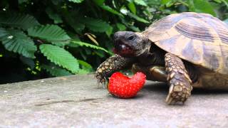 Turtle eats strawberry [upl. by Suivart]