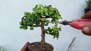 Membuat bonsai jade plant 20 [upl. by Ostraw]