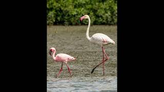 Lesser and Greater flamingo  Sound effects 🦩 [upl. by Laamaj116]