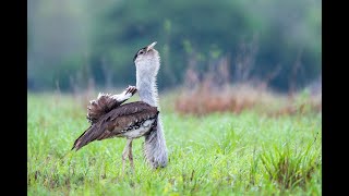 Australian Bustard Displaying HD [upl. by Antonie]