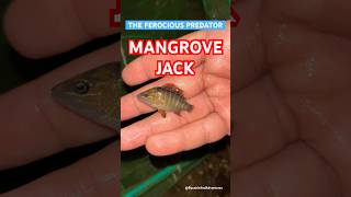 Mangrove Jack  Explore  BycatchAndAdventures marinewildlife mangrovejack beach [upl. by Mathew]