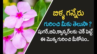 Billa ganneru uses in telugu  బిళ్ళ గన్నేరు  billa ganneru benefits  billa ganneru for diabetes [upl. by Shani]