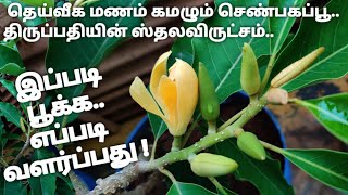 செடியில் பூத்த செண்பகம் ll செண்பகப்பூச்செடி வளர்ப்பு ll மர சம்பங்கி திருப்பதி ஸ்தல விருட்சம் ll [upl. by Imaon]