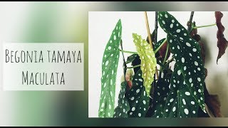 BEGONIA TAMAYA MACULATA TOUT SAVOIR DE A  Z [upl. by Gally]