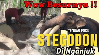 TEMUAN FOSIL STEGODON DI NGANJUK  MENARIK PERHATIAN BADAN GEOLOGI [upl. by Novah]