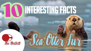 Sea Otters 10 MindBlowing facts that will leave you speechlessfur do sea otters have The Bullets [upl. by Dareg372]