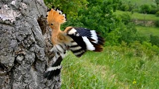 Nesting birds – Eurasian hoopoe Upupa epops [upl. by Lattimer]