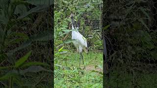 丹頂鶴RedCrowned CraneTaipei Zoo [upl. by Tati103]