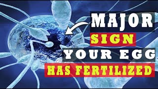 Egg and Sperm Meet Symptoms – Major Signs Your Egg Has Been Fertilized 5 INDICATIVE SYMPTOMS [upl. by Wenn892]