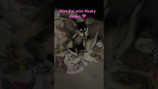 Klee Kai mini Husky Lucky Charm Farms Beverly Hills Florida🐶🙏🏻🇺🇸🐎🐄🐓 [upl. by Cirad70]